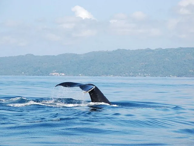 Coda di balena che schizza nell'oceano con la costa sullo sfondo.