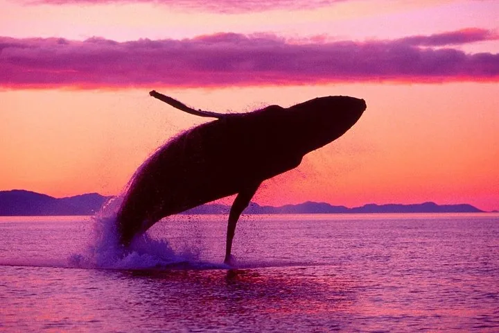 Silhouet van een bultrug die bij zonsondergang uit het water springt.