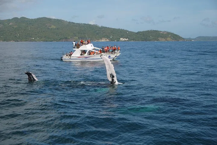 Whale fin visible near a tourist boat in the ocean.